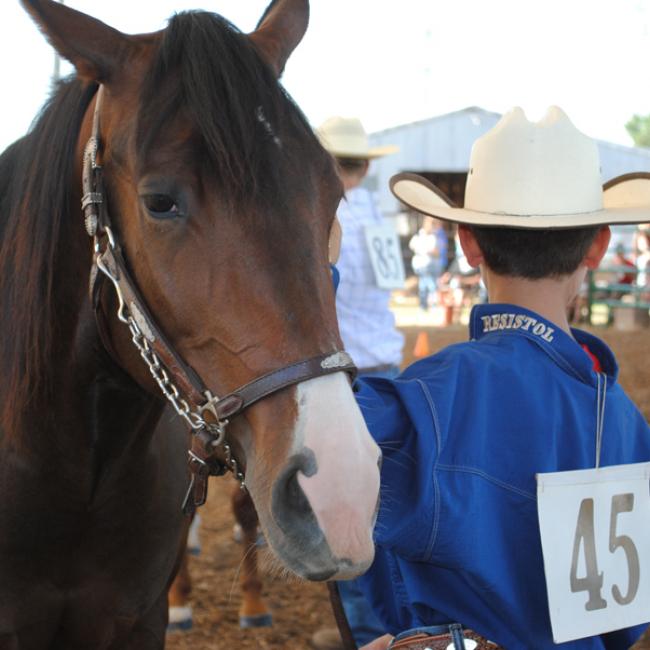 Horse